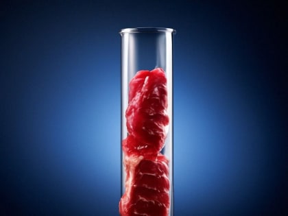 Вологодская область предупреждает охотников о необходимости проверки мяса диких животных