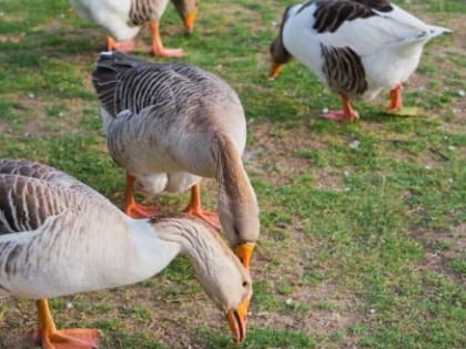 Контроль за продажей домашней птицы: в Вологодской области ввели новые меры