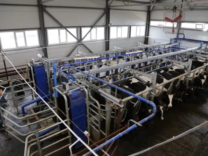 Надои продолжают расти