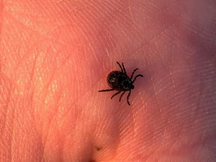 Почти у 40% клещей обнаружен возбудитель боррелиоза