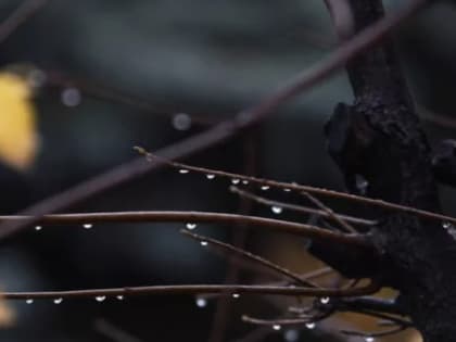 Еще несколько дней погода порадует вологжан теплом, но подмочит его дождем