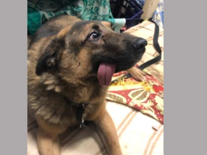 Череповецкой собаке с необычной патологией сделают операцию в Вологде