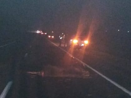 В Череповецком районе пять машин попали в ДТП из-за вышедшего на дорогу лося