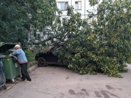 В Вологде внедорожник «Porsche Cayenne» накрылся упавшим ясенем: сообщаем подробности