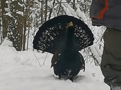 В Череповце нашли настоящего глухаря