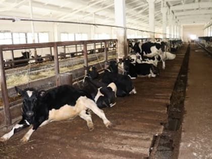 Племенную работу продолжат