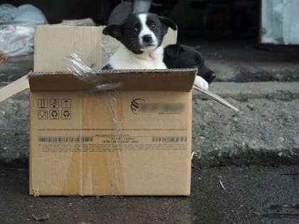 Две череповчанки заплатили мошеннице за несуществующих щенков