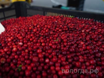 Вологжане смогут посетить последнюю в эту осень ярмарку «Дары осени»