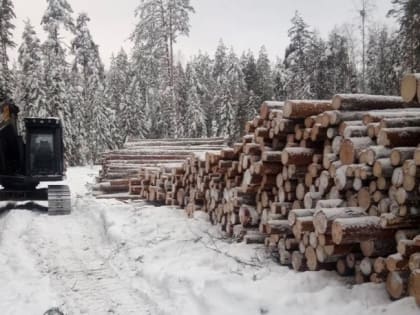 Вологодская область расторгает договора аренды с лесообрабатывающим предприятием
