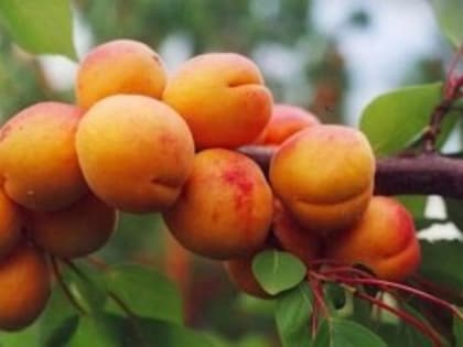 Уральские селекционеры вывели новый морозоустойчивый сорт абрикосов