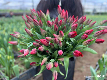 В тепличном комплексе «Тоншаловский» распустились 800 тысяч тюльпанов