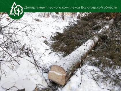 Тенденция по снижению количества незаконных рубок леса отмечается на Вологодчине