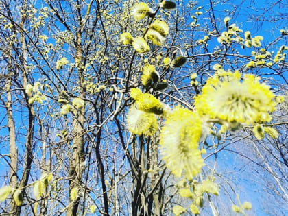 Вологду ждет снег, ситуация с половодьем стабилизировалась, подросток чуть не убил ровесника