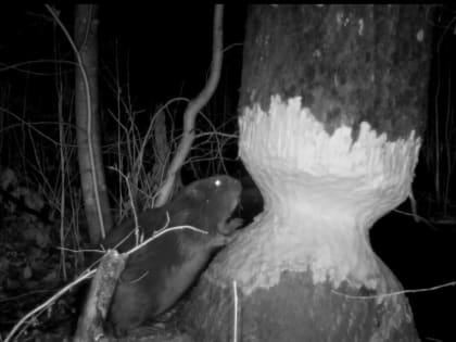 Вологодский охотник снял на видео, как бобёр грызёт ствол дерева