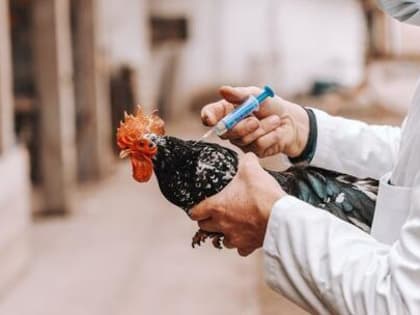 Врачи рассказали о симптомах и опасности птичьего гриппа для людей