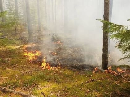 10 миллионов рублей дополнительно выделят на выявление лесных пожаров в Вологодской области