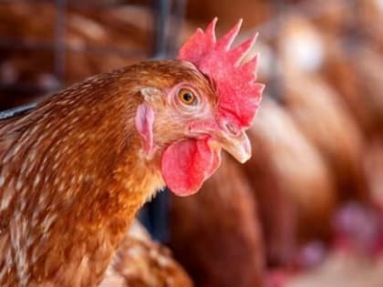 Утром – яичница, днем – яичница, ночью – омлет: вологодские птицеводы бьют рекорды