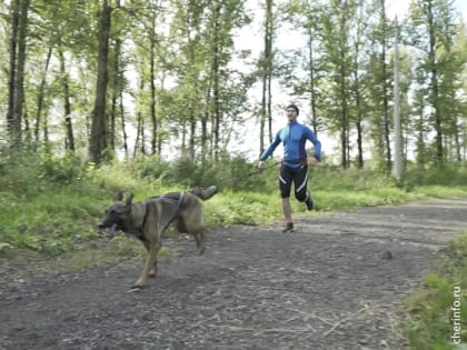 В Череповце впервые пройдет бег и велогонка с собаками