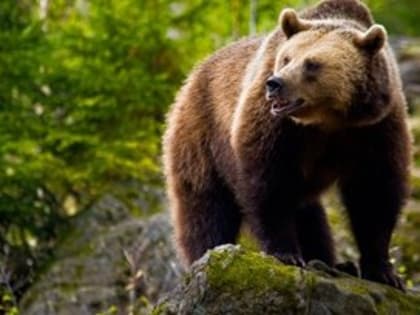 Медведь выгнал туристов из заповедника, доел их суп и вытащил спальник