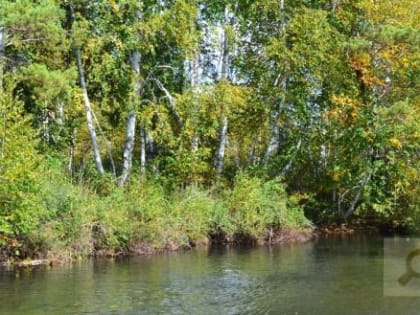 В России разработана первая в мире вакцина от аллергии на пыльцу березы и косточковые фрукты