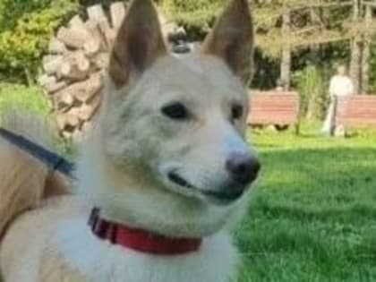 Собаку били топором. Теперь она нашла себе новых хозяев