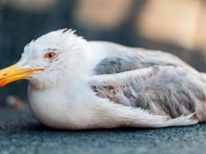 Чайки — главные подозреваемые в деле о распространении птичьего гриппа