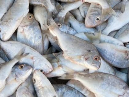 Золотая рыбка: областное производство рыбной продукции опустилось на дно