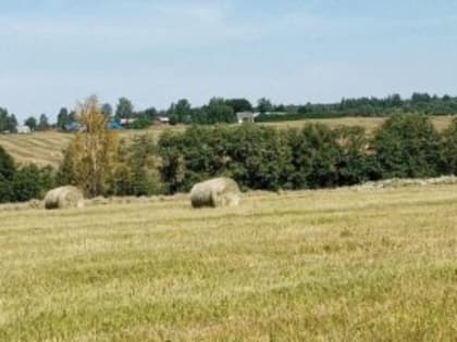 В Кадуйском районе продолжается уборочная кампания