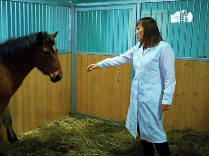 Студенты Вологодской ГМХА им. Верещагина завели жеребенка