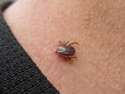 Новый смертельный вирус зафиксирован в мире, его переносчиками являются клещи