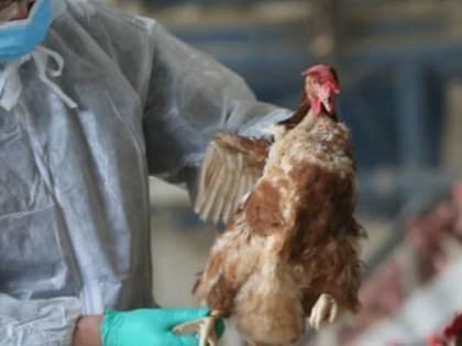 В Череповецком районе вводится карантин из-за вспышки птичьего гриппа