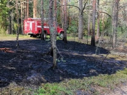 Жителей Вологодчины просят воздержаться от посещения лесов