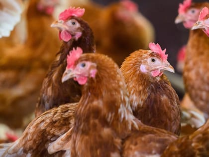 Дополнительные меры по профилактике гриппа птиц примут в Вологодской области