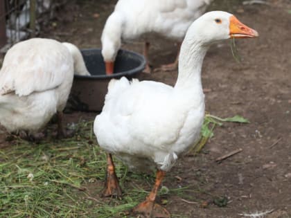 Череповчанам компенсируют убытки из-за птичьего гриппа