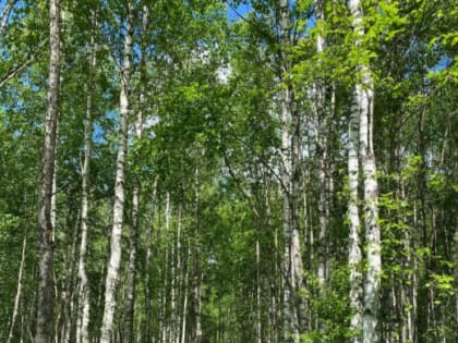 Правила пожарной безопасности в лесах