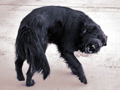 Милый домашний питомец может убить любого человека, если вовремя не начать делать это