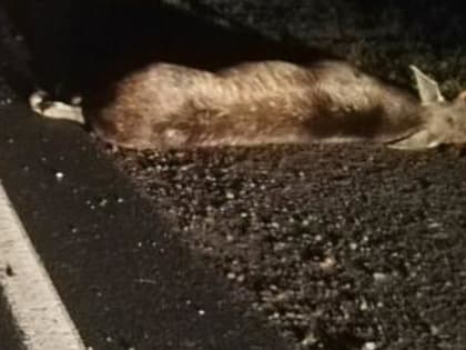 Еще одно дикое животное угодило под колеса автомобиля в Череповецком районе