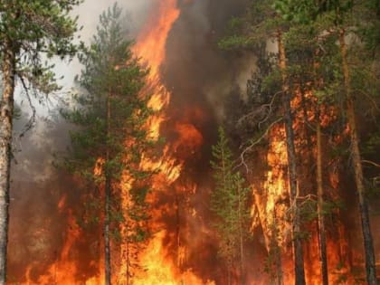 Лесные пожары угрожают Вологодской области