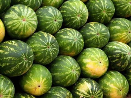 В Череповце определили места для продажи арбузов и дынь