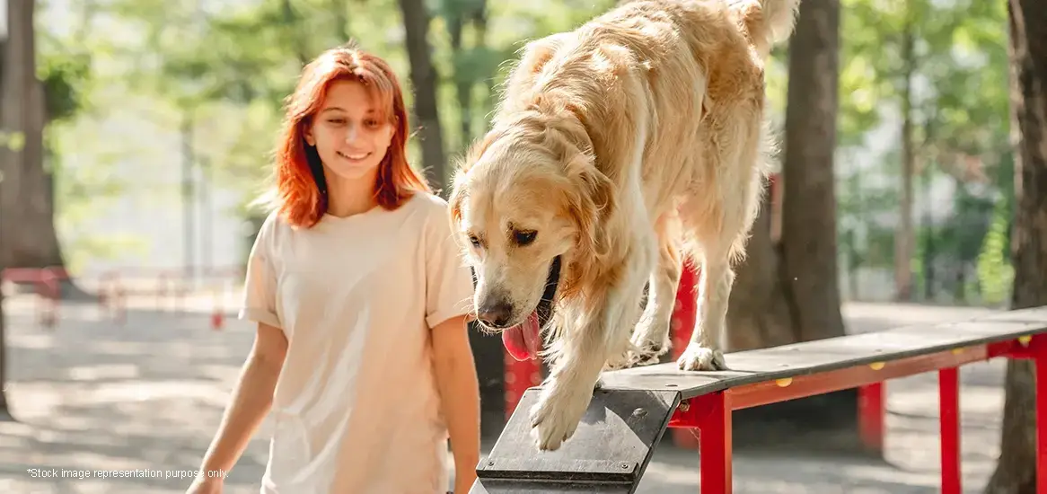 A woman with red hair walks alongside a golden retriever on a balance beam in a park.