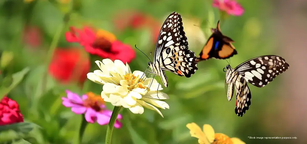 Three butterflies resting on colorful flowers in a vibrant garden setting.