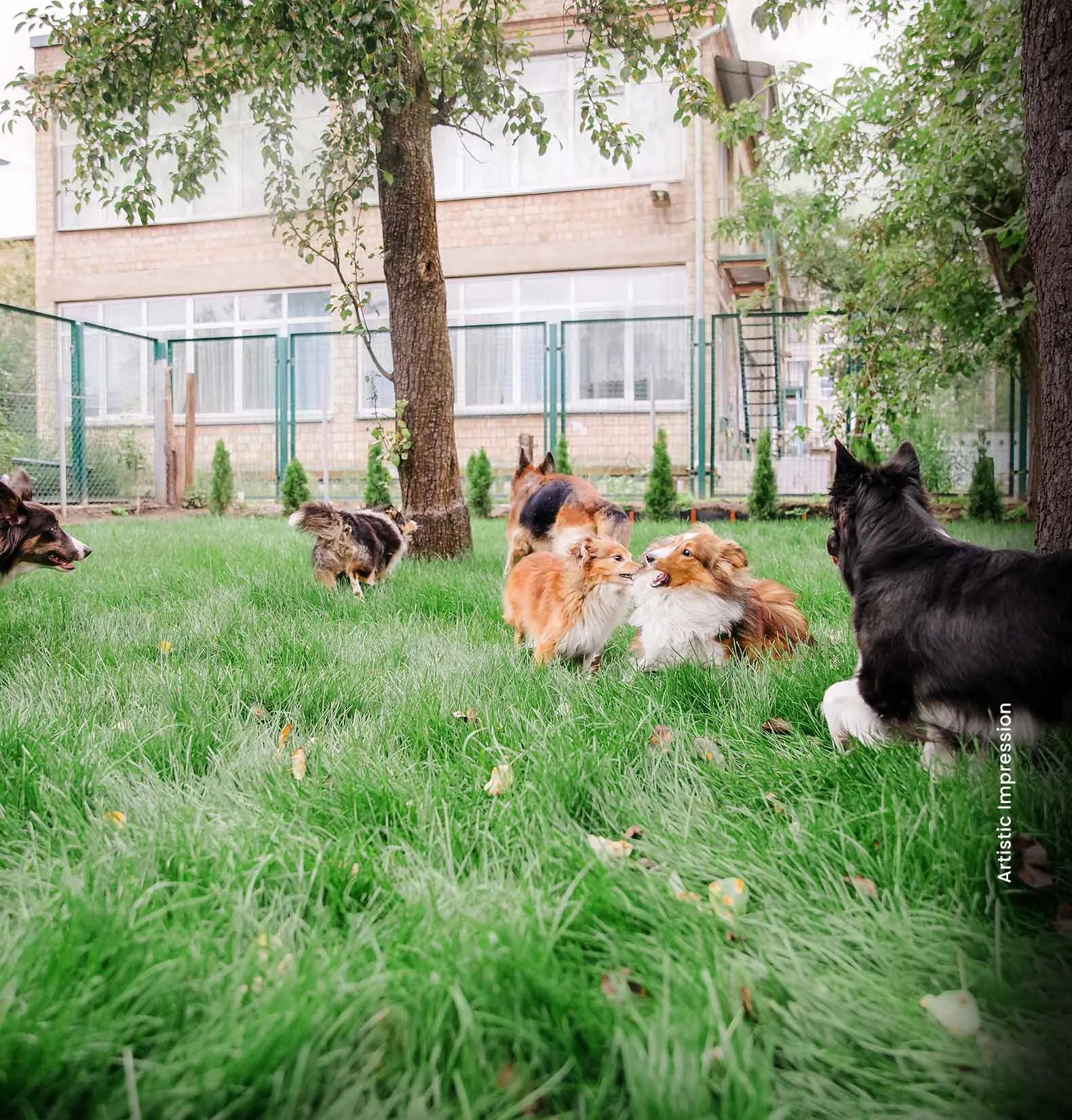 Several dogs playing on green grass in a fenced yard near a building.
