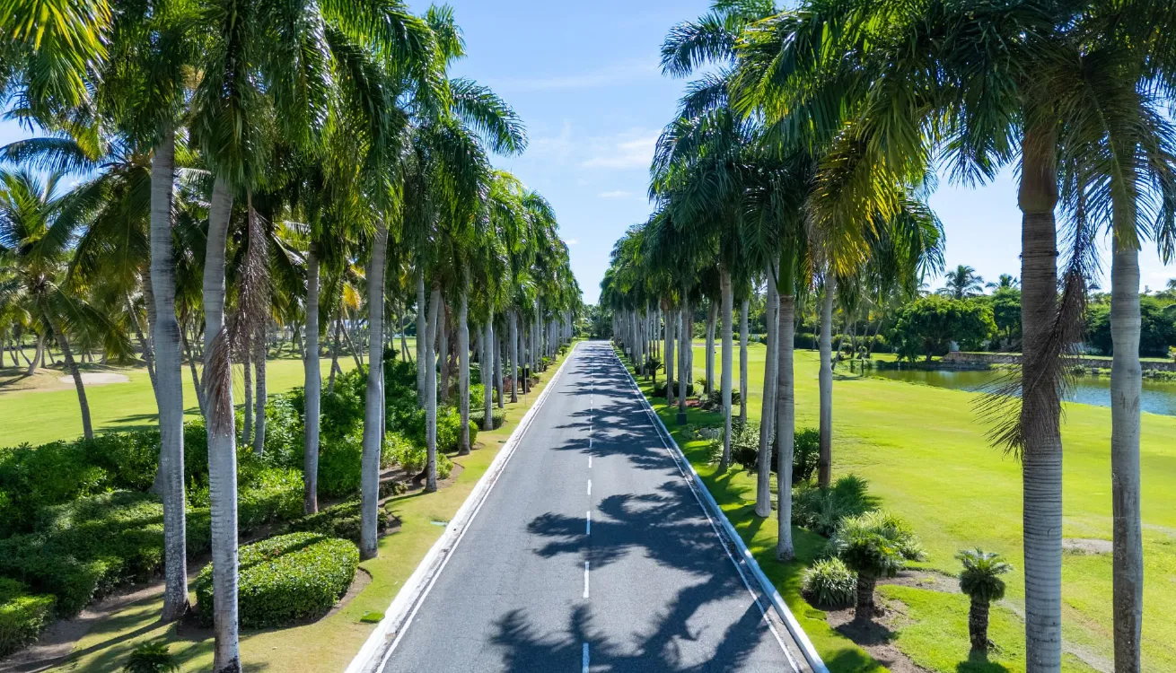 A wide road lined with tall palm trees and lush greenery on both sides.