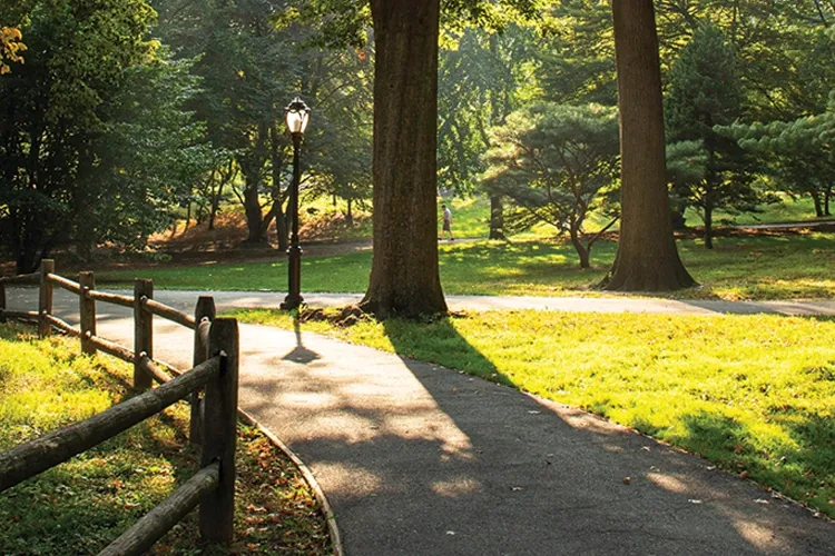 A sunlit park scene with a winding pathway, trees, and a lamp post beside a wooden fence.