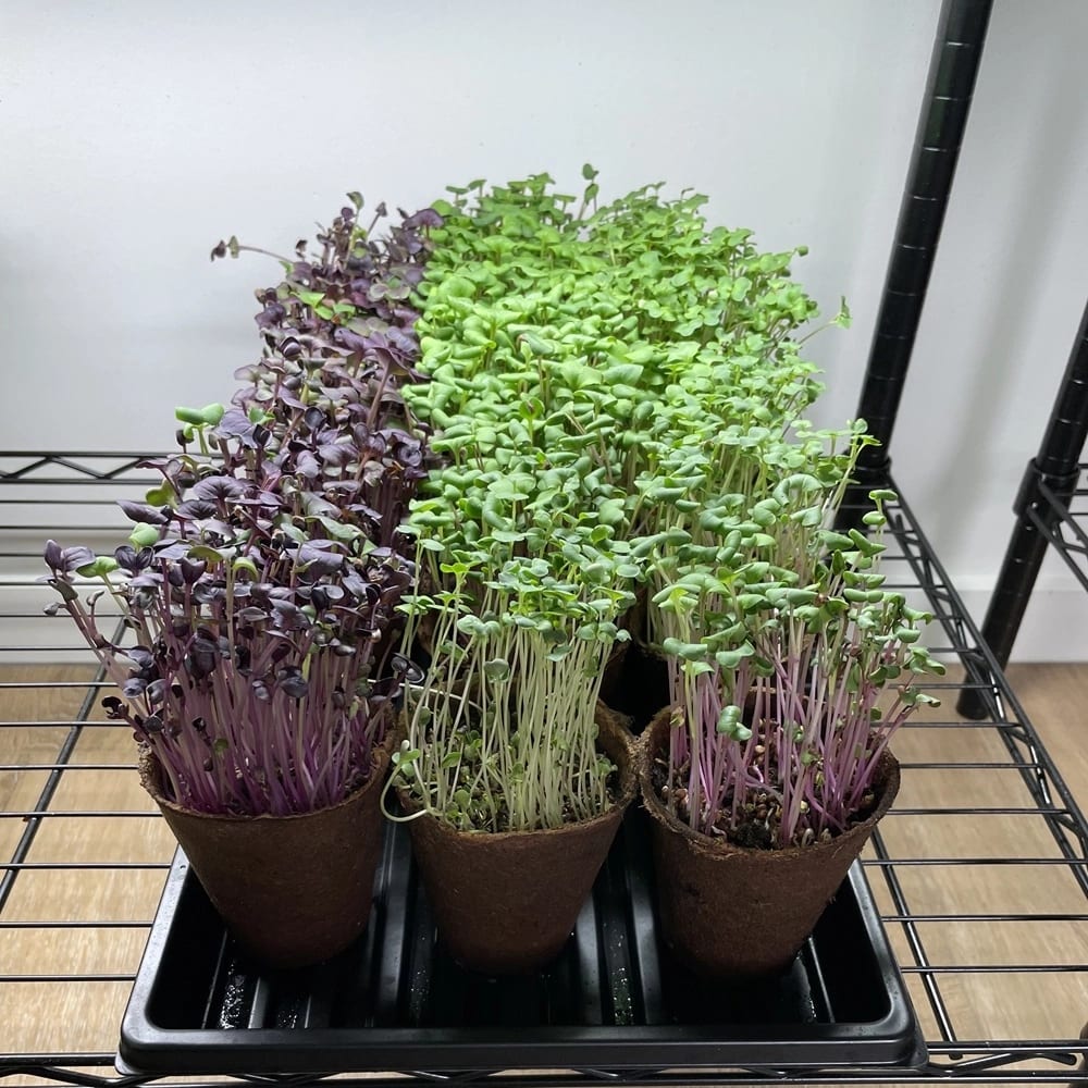 microgreens in potjes aan het groeien