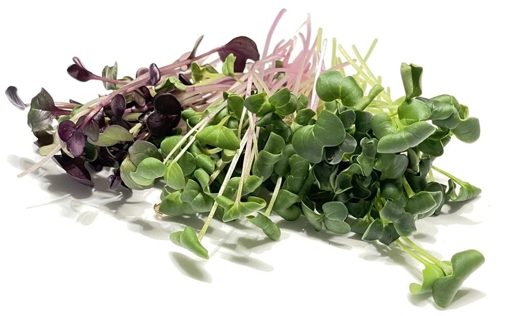 verschillende radijs cressen en microgreens