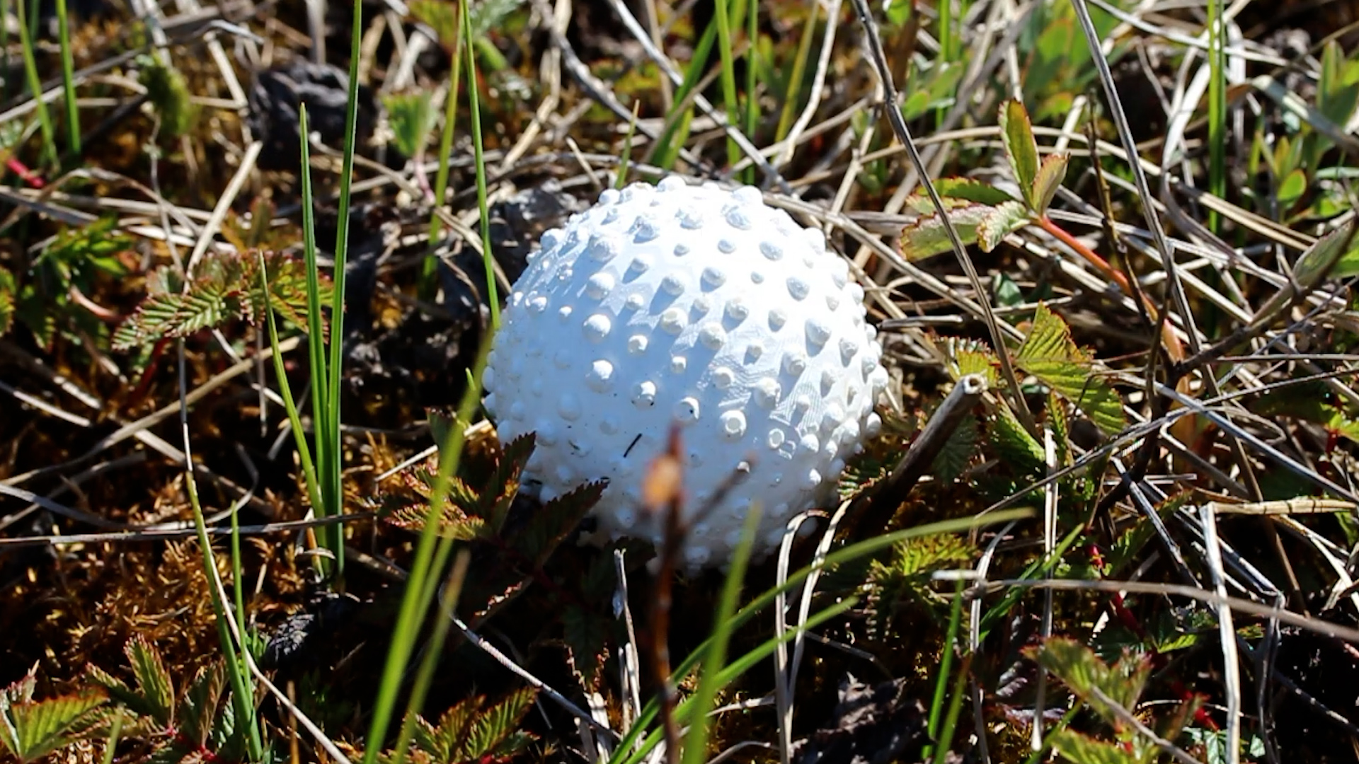 Handicapping Golf: Mobilising the Links
