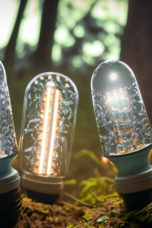 Groupe d'ampoules led dans les bois, placées sur un sol moussu, entouré d'arbres et de feuillages.