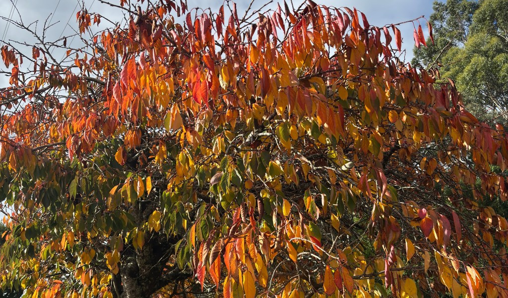 🇦🇺 Climbing Toward Lavers Hill: Struggles, Colors of Autumn, and Unexpected Bonds