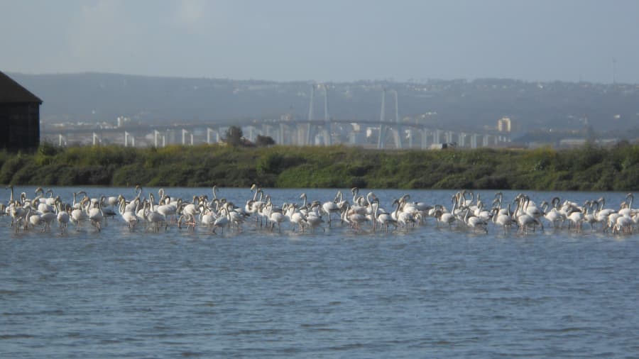 Salt pans, gastronomy and holiday rhythm